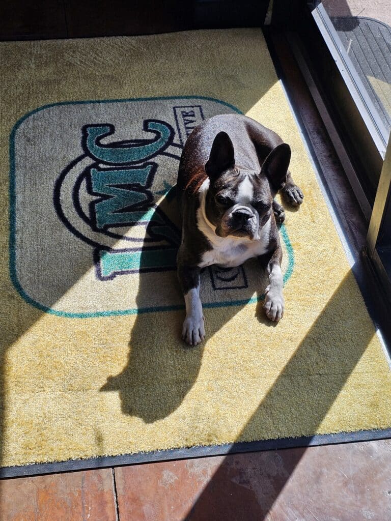 Winston trying out the new LMC entryway rug.